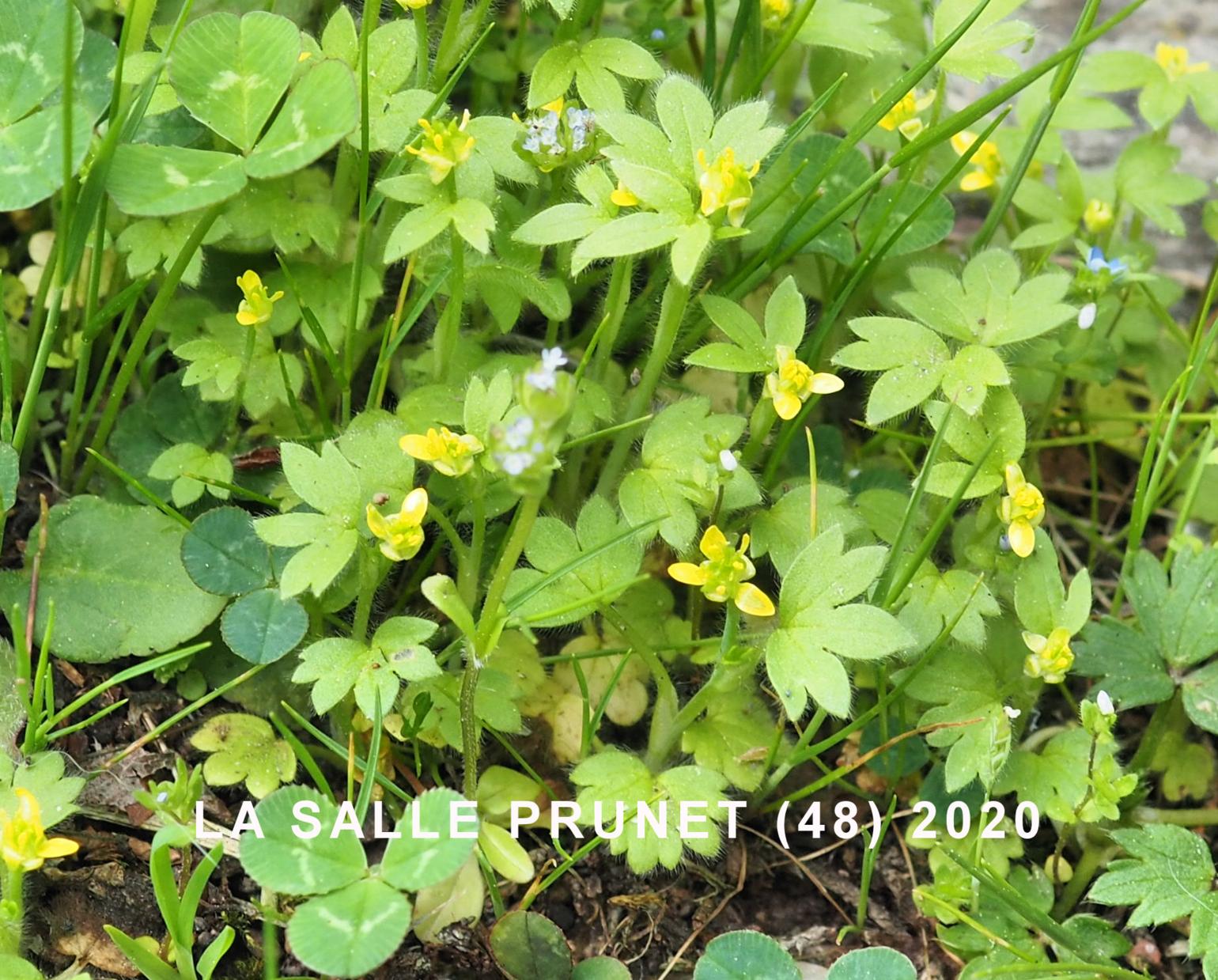Buttercup, Small-flowered